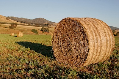 Round_hay_bale_at_dawn02.jpg.jpeg